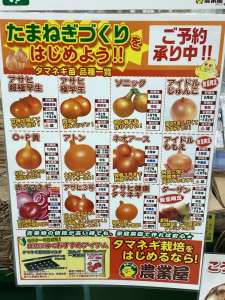 タマネギ苗予約受付中‼️