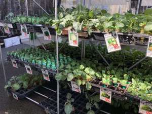 秋野菜苗続々入荷中！