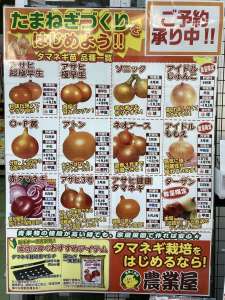 🔥たまねぎ苗　予約受付中‼️🧅✨