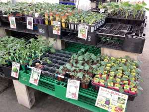 秋苗続々入荷中！