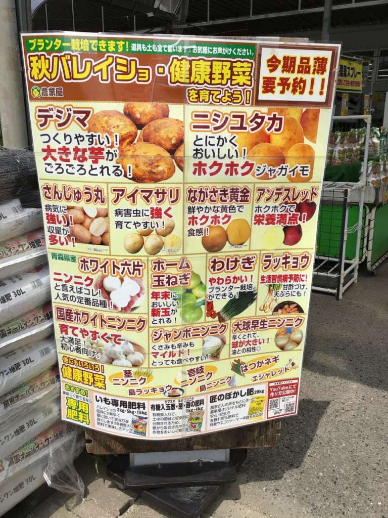秋バレイショ種子、はじまりはじまり〜♪