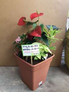 観葉植物寄せ植え教室開催いたします
