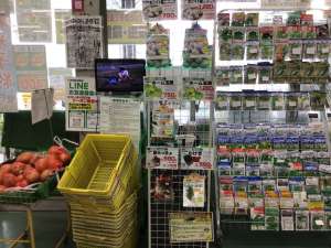 秋バレイショ、健康野菜入荷中！！