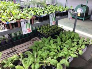 秋野菜苗ゾクゾク入荷！