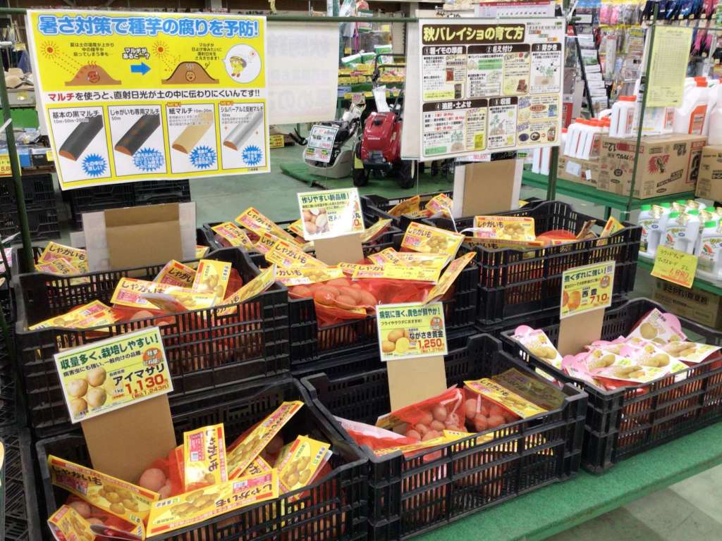 秋バレイショ入荷しました🍟