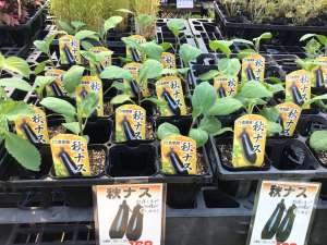 ナス🍆入荷しております🌿