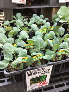 早生子持🥗入荷しました〜🥬