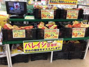 じゃがいも栽培はじめませんか🥔