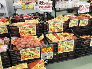 秋バレイショ・健康野菜球根入荷 !!!