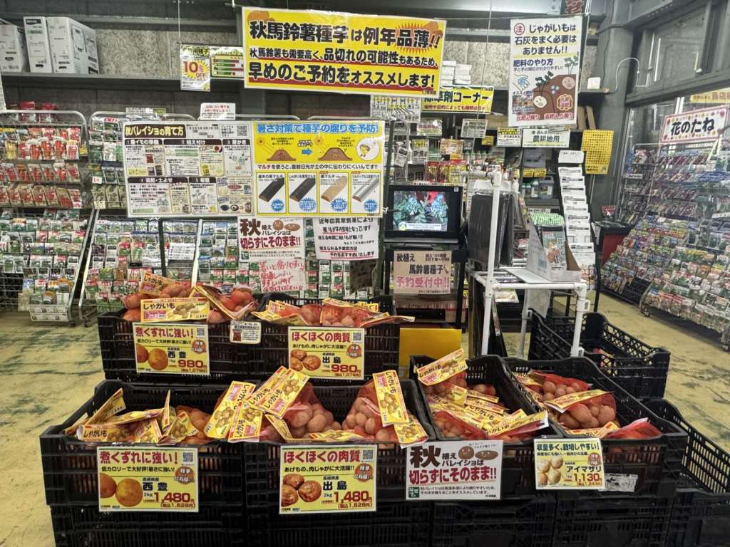 馬鈴薯種子入荷しました!