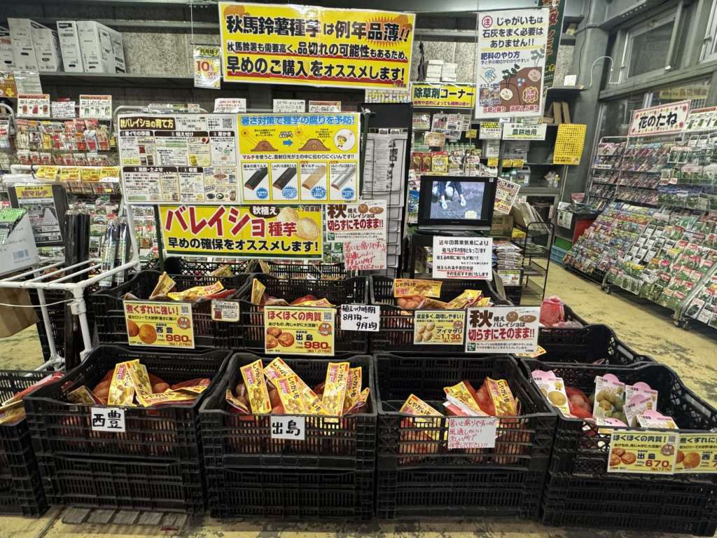 秋植え馬鈴薯種子続々と入荷しています