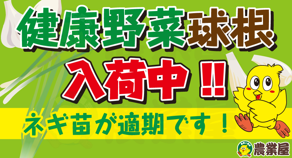 健康野菜球根入荷中です！ネギ苗が適期！