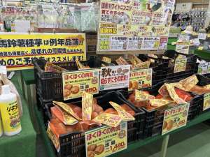 秋馬鈴薯の種芋が入荷しました！