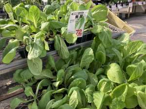 白菜苗の入荷が始まりました！