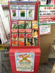 8月に撒ける種子のご紹介❣️