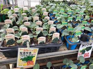 なるなるブロッコリーの苗が入荷しました！