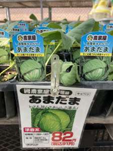 キャベツ「あまだま」「青汁ケール」苗が初入荷！