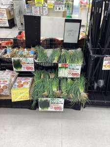 ネギ苗植えてみませんか？