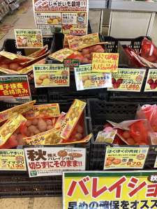 秋植えじゃがいも種入荷しました！