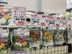 秋植え球根が入荷開始！
