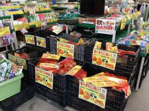 バレイショ苗続々入荷中！