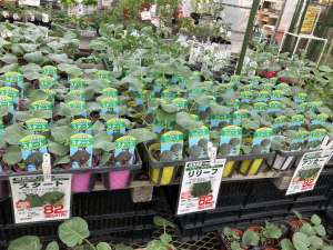一度に植え付けても順番に収穫できるブロッコリーシリーズ！