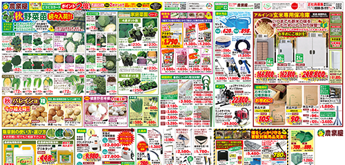 秋野菜苗続々入荷！！今が植え時！！秋バレイショ種、厳選健康野菜球根など