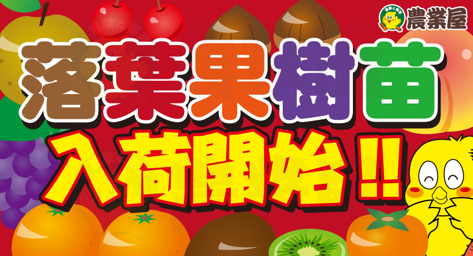 落葉果樹苗入荷開始！