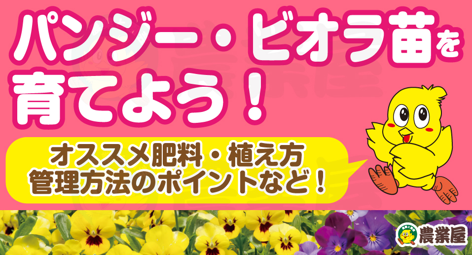 パンジー・ビオラ苗のオススメ肥料・植え付け・管理方法のポイントなど！