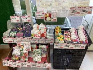 花の球根を植えてみませんか?