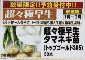 超々極早生　玉ねぎ　予約受付中‼️🧅