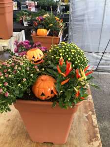 ハロウィン寄植え教室🎃