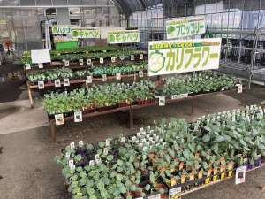野菜苗入荷してます。。