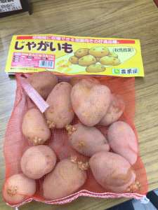 秋馬鈴薯を植え付けましょう‼️