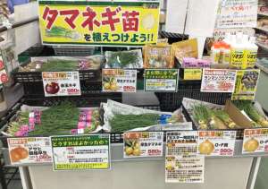 🧅タマネギの苗続々入荷‼️🧅
