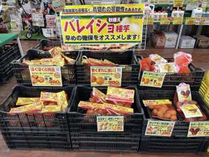 🥔秋馬鈴薯残りわずか🥔