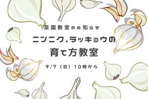9/7(日)菜園教室のお知らせ🧄
