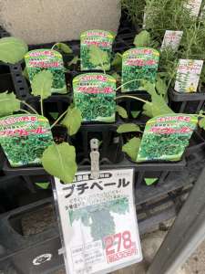 珍しい野菜を育ててみませんか？プチヴェール苗あります。