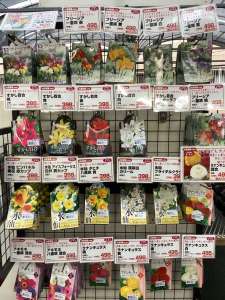 秋植え球根が続々入荷中！