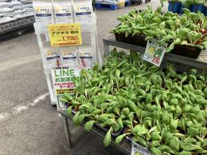 黄芯白菜の苗の入荷が始まりました！