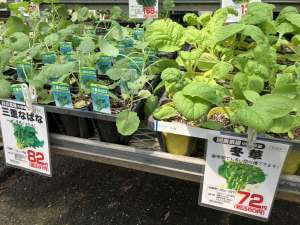 菜花の苗、入荷してます！