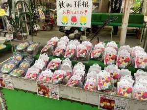 チューリップ球根が入荷開始！