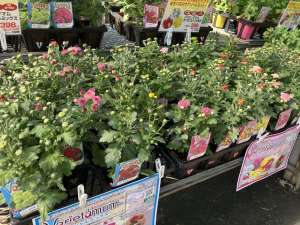 11月咲きの菊苗が入荷してます！