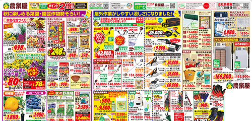 菊苗、柑橘苗、いちご苗など入荷中！