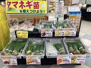 タマネギ苗入荷‼️
