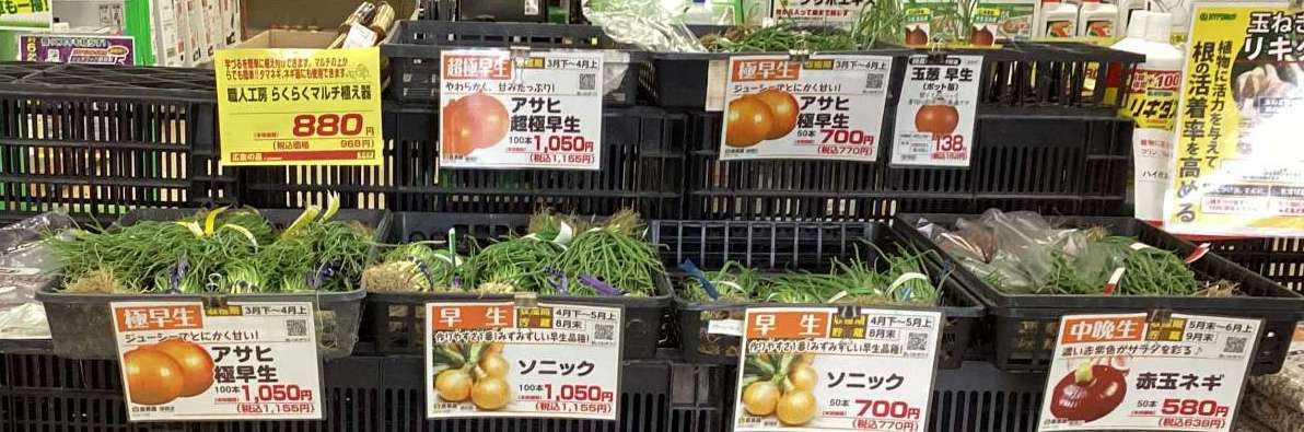 玉ねぎ苗続々入荷！