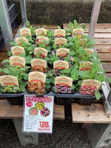 パンジー、ビオラ植えてみませんか?