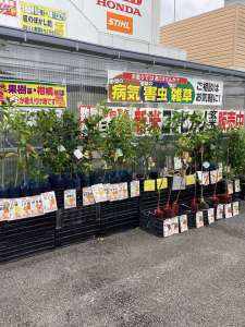柑橘、果樹苗入荷しています。