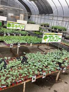 キャベツ、白菜、ブロッコリー🥦苗