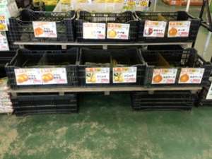 玉ねぎ苗販売中！